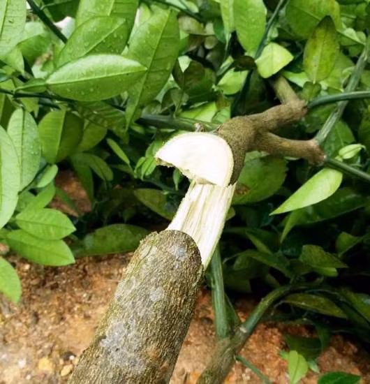 Hàng trăm cây bưởi Phúc Trạch bị kẻ lạ đốn hạ trong đêm ảnh 1