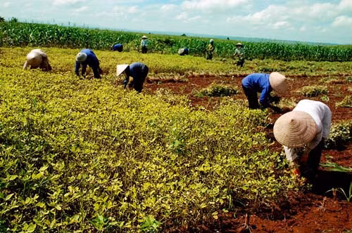 Tín dụng chính sách đẩy lùi 'tín dụng đen' ở nông thôn ảnh 1