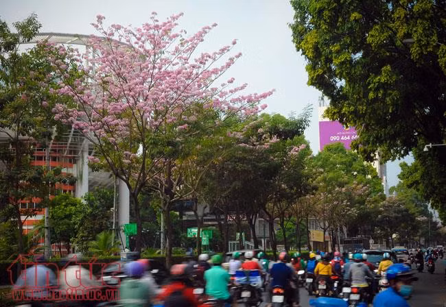 Người dân TP Hồ Chí Minh xao xuyến trước sắc hoa kèn hồng trên phố ảnh 9