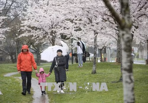 Hoa anh đào khoe sắc rực rỡ tại Vancouver, Canada ảnh 1