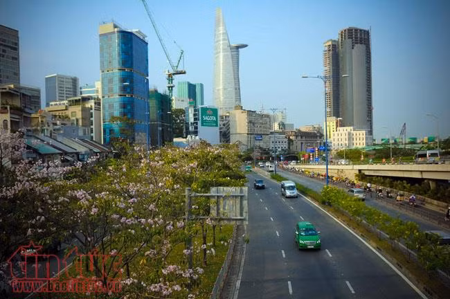 Người dân TP Hồ Chí Minh xao xuyến trước sắc hoa kèn hồng trên phố ảnh 11