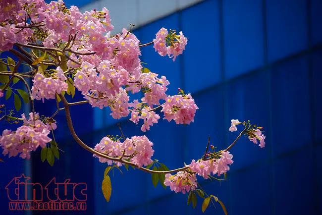 Người dân TP Hồ Chí Minh xao xuyến trước sắc hoa kèn hồng trên phố ảnh 3