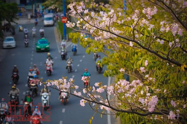 Người dân TP Hồ Chí Minh xao xuyến trước sắc hoa kèn hồng trên phố ảnh 12