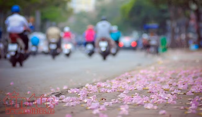 Người dân TP Hồ Chí Minh xao xuyến trước sắc hoa kèn hồng trên phố ảnh 6