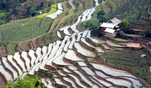 Vẻ đẹp ruộng bậc thang Hoàng Su Phì mùa đổ nước ảnh 8