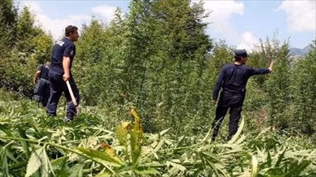 Albania tấn công 'Thủ phủ ma túy châu Âu' ảnh 1