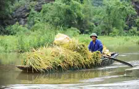 Mùa vàng trên “Hạ Long cạn” ảnh 1