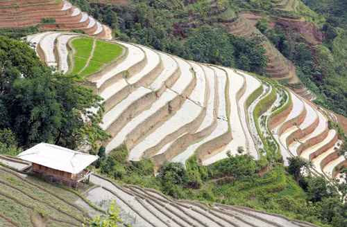 Vẻ đẹp ruộng bậc thang Hoàng Su Phì mùa đổ nước ảnh 6