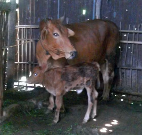 Lai tạo thành công giống bò Úc tại Việt Nam ảnh 1