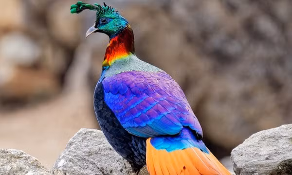 Chim monal Himalaya tại Vườn quốc gia Sagarmatha, Nepal. Ảnh: Wikimedia Commons
