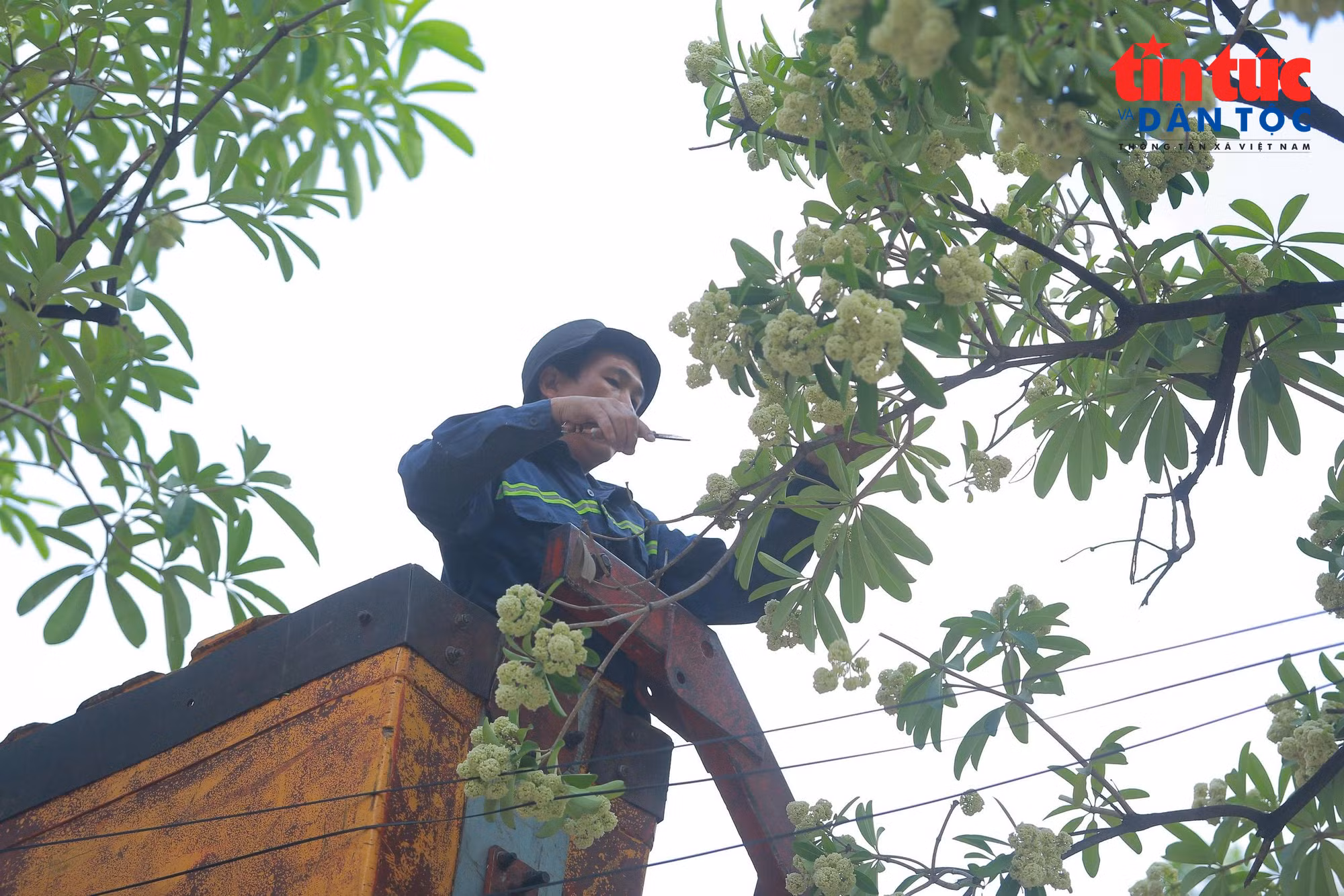 baotintuc_tr_catkeo.jpg