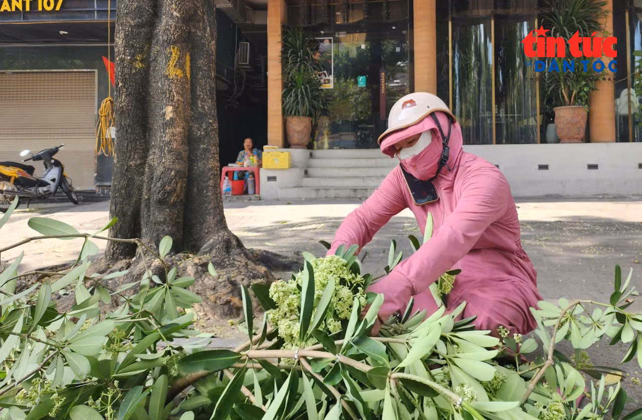 baotintuc_tr_hoasua4.jpg