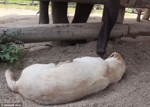 Gà gáy sáng, voi rủ chó dậy chơi ảnh 1