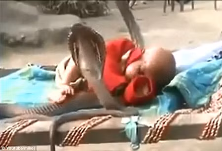 Em bé say ngủ giữa... 4 con rắn hổ mang ảnh 1
