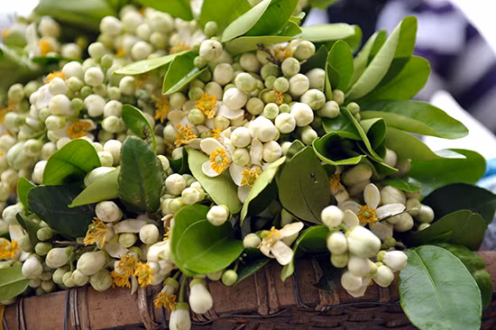 Nồng nàn hoa bưởi giữa phố Hà Nội ảnh 5