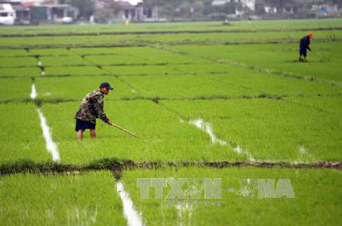Thừa Thiên - Huế đã khắc phục xong các tuyến đê bao bị vỡ ảnh 1