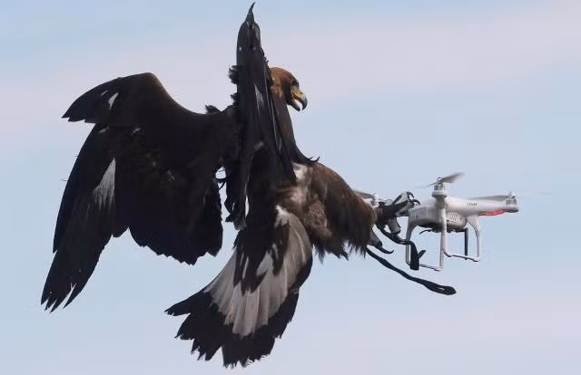 Không quân Pháp 'tuyển' đại bàng để xử lý UAV khủng bố ảnh 3