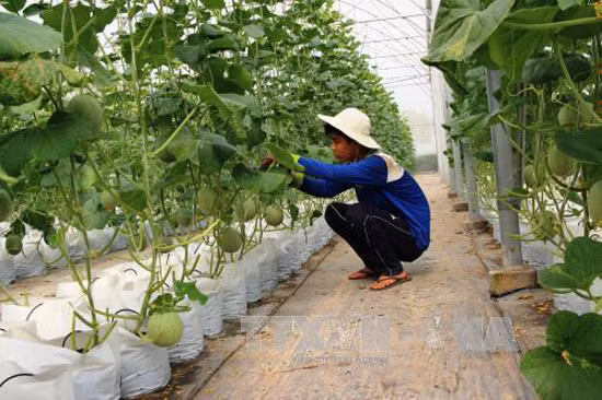 Trồng dưa lưới công nghệ cao dưới chân núi Bà Đen ảnh 1