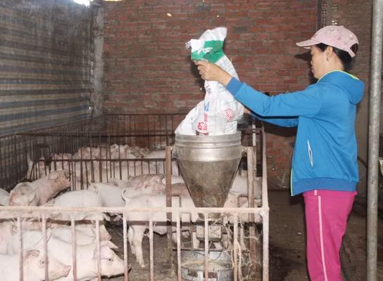 Người dân tỉnh Đồng Nai thoát nghèo nhanh nhờ nguồn vốn vay ưu đãi ảnh 1