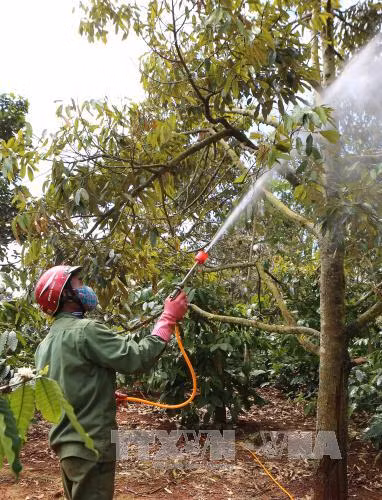 Sầu riêng Đắk Lắk chết hàng loạt chưa rõ nguyên nhân ảnh 2