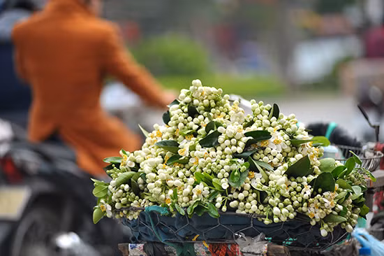 Nồng nàn hoa bưởi giữa phố Hà Nội ảnh 4