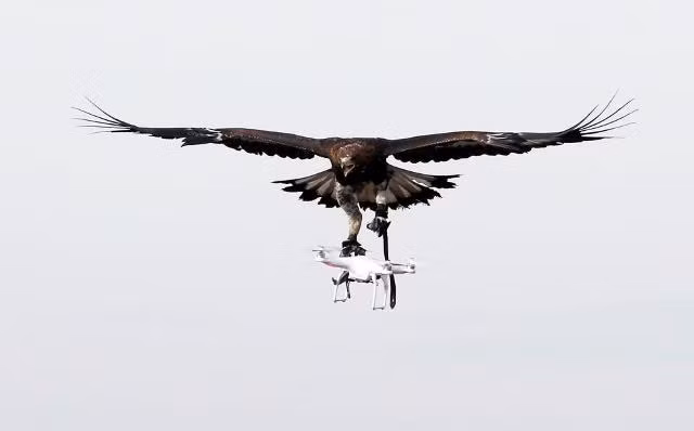 Không quân Pháp 'tuyển' đại bàng để xử lý UAV khủng bố ảnh 5