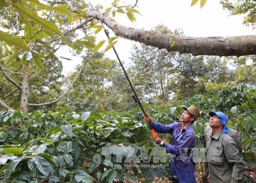Sầu riêng ở Đắk Lắk bị chết do nấm ảnh 1