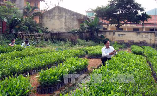Tuyên Quang điều chỉnh quy hoạch 3 loại rừng ảnh 1