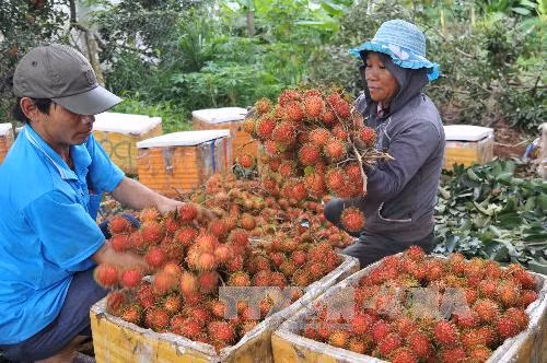 Có chỉ dẫn địa lý, dân Đồng Nai ngưng chặt chôm chôm bản địa ảnh 1
