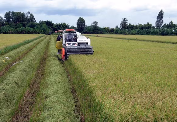 Trăn trở phát triển thương hiệu nông sản ảnh 1