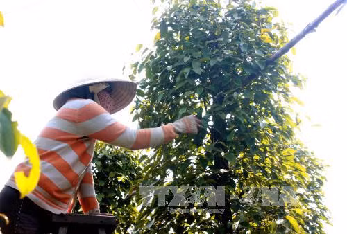 Xây dựng sản phẩm gắn với thương hiệu biển đảo ảnh 1