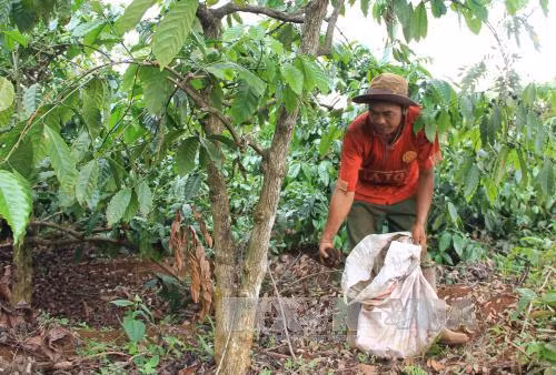 Các nông hộ chăm sóc cà phê đầu năm ảnh 1