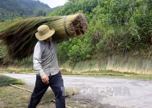 Hái 'lộc trời' nơi rừng già Trường Sơn ảnh 1