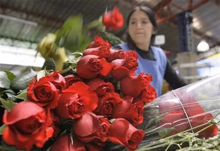 Colombia xuất khẩu 500 triệu cành hoa sang Mỹ phục vụ Valentine ảnh 1