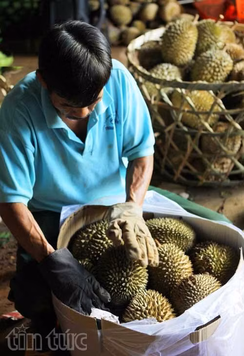 Cây ăn quả mang lại hiệu quả kinh tế cao cho người dân ảnh 3