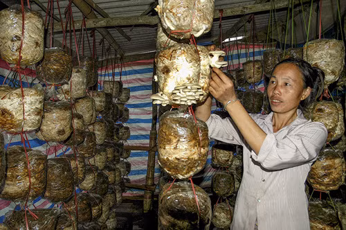 Cuộc sống nơi bản tái định cư ảnh 4