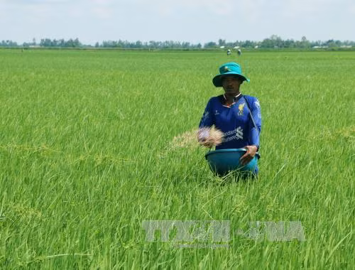 Thương lái bỏ tiền đặt cọc, lúa RVT khó tiêu thụ ảnh 1