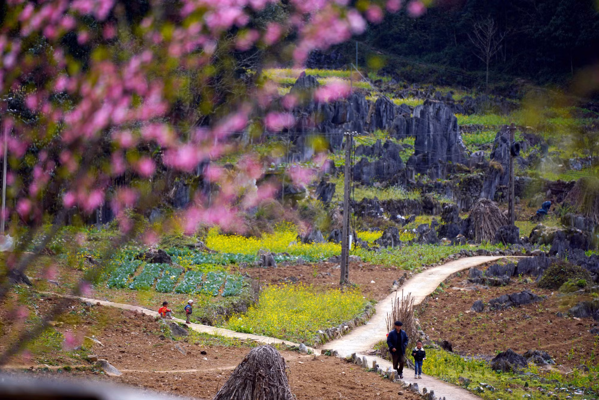 potal-sac-xuan-tren-mien-da-no-hoa-7914135.jpg