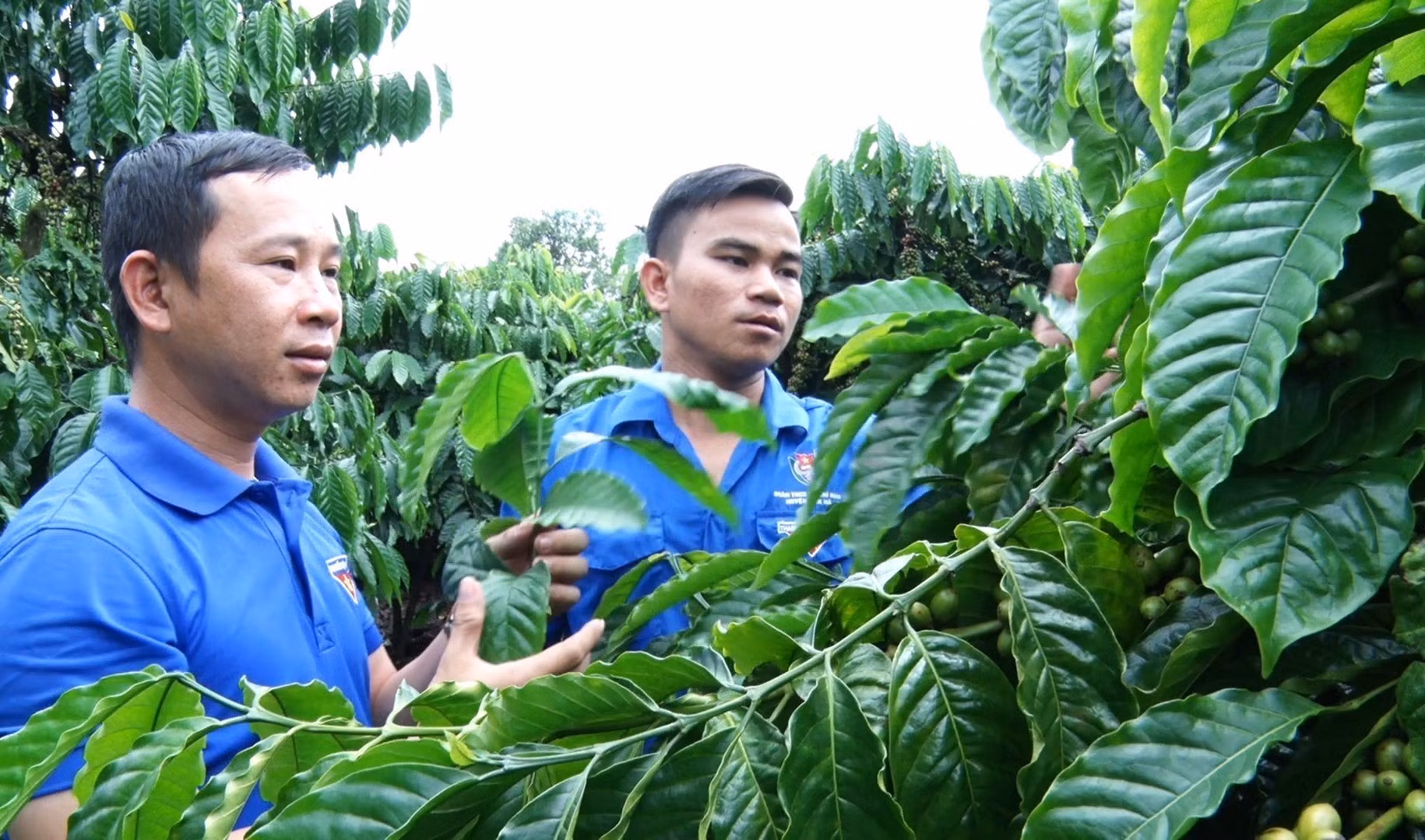 potal-cau-lac-bo-phat-trien-kinh-te-cua-truong-thon-9x-7834513.jpg