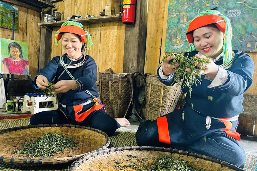 Chè Shan tuyết cổ thụ Xà Phìn khẳng định giá trị, mở rộng đầu ra