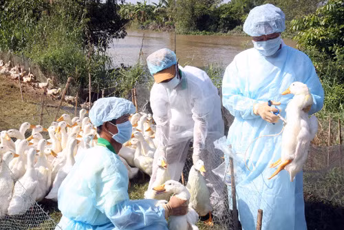 Ứng phó với nguy cơ xâm nhập dịch cúm A/H7N9 ảnh 1