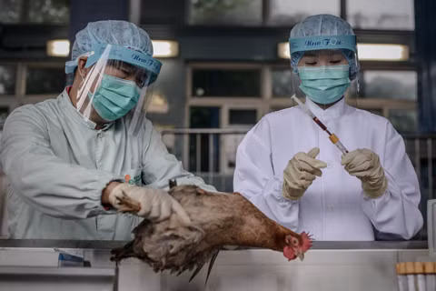 Ít có rủi ro bùng phát dịch cúm H10N8 ảnh 1