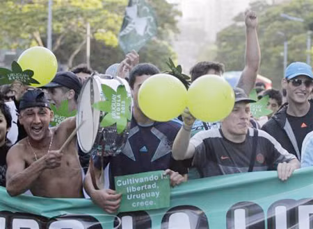 Uruguay hợp pháp hóa mua bán cần sa ảnh 1