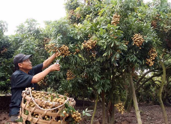 Lãi hơn 100 triệu đồng/ha từ trồng nhãn ảnh 1