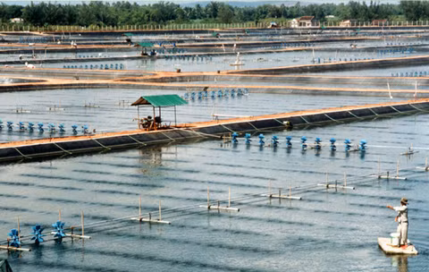 Xử lý vụ xả nước thải ngập nghĩa trang ảnh 1