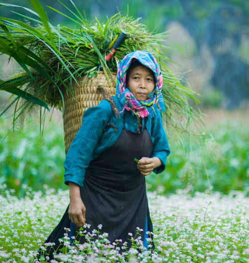 Hà Giang mùa hoa tam giác mạch ảnh 4