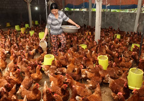 Tín dụng nông nghiệp tìm cách tránh rủi ro ảnh 1