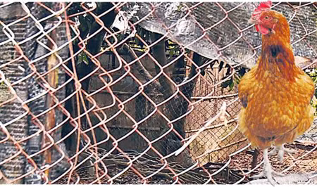 Nghi ngờ H7N9 lây nhiễm qua không khí ảnh 1