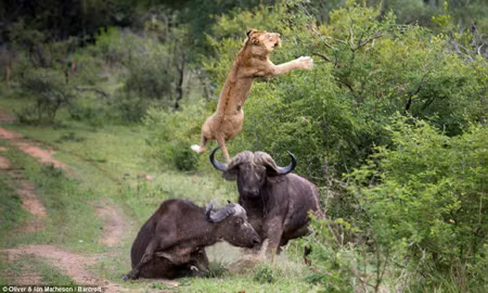 Trâu rừng húc bay sư tử cứu bạn ảnh 2
