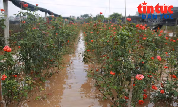 Làng hoa Tây Tựu chìm trong nước, nông dân căng mình cứu hoa